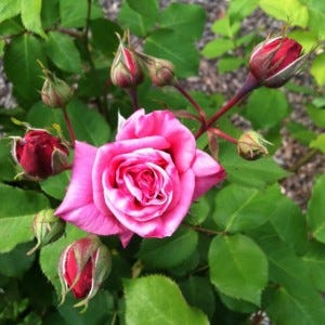 Open_rose Ah. That feels good. Pretty exceptional, huh?