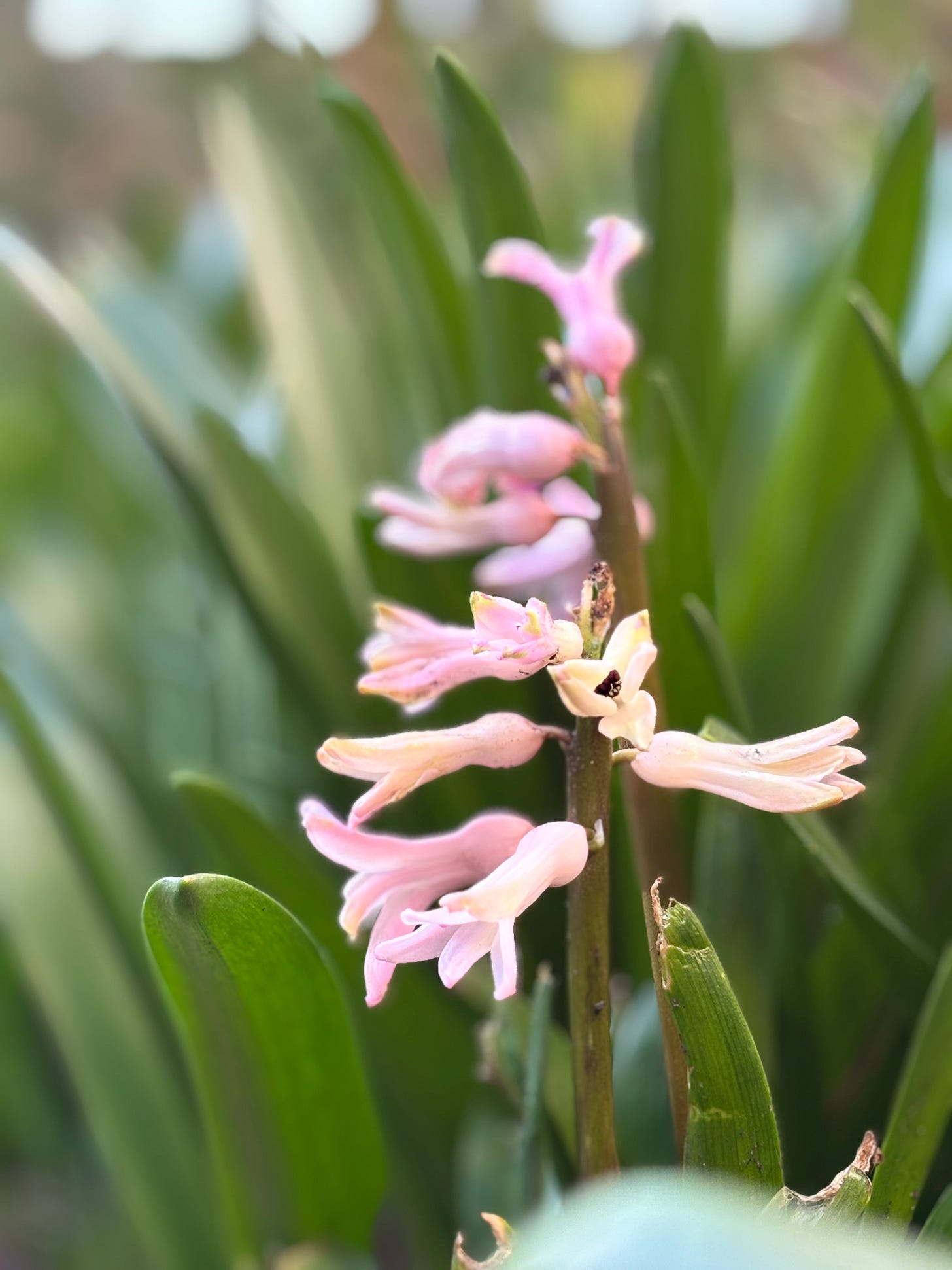 A pink hyacinth (hyacinthus orientalis) about to bloom in my garden