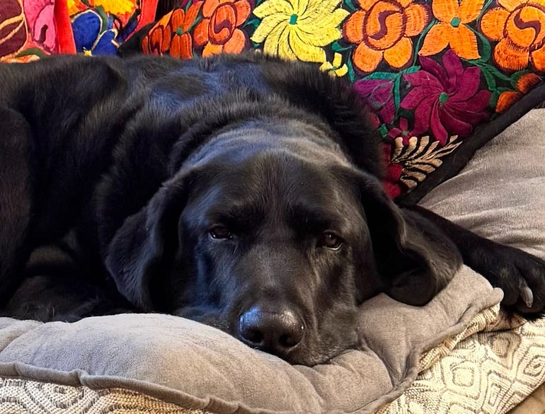Photo if a black lab snoozing on a comfortable looking dog bed