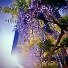 [Dans ma tête] La glycine n'a jamais autant fleuri