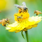 Welcome to the “Swarm” 🐝🐝🐝