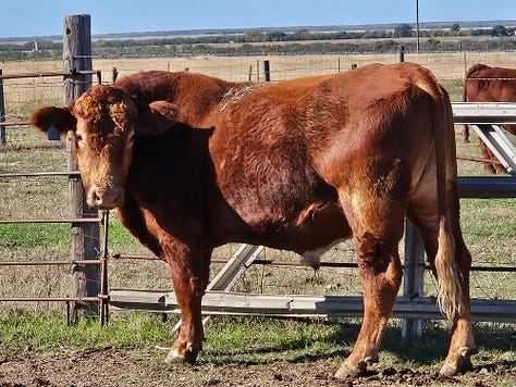 5 Mushrush bulls