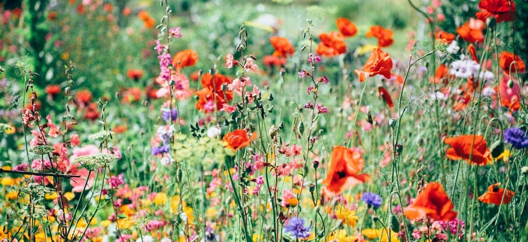 red, pink, and yellow flowering plants