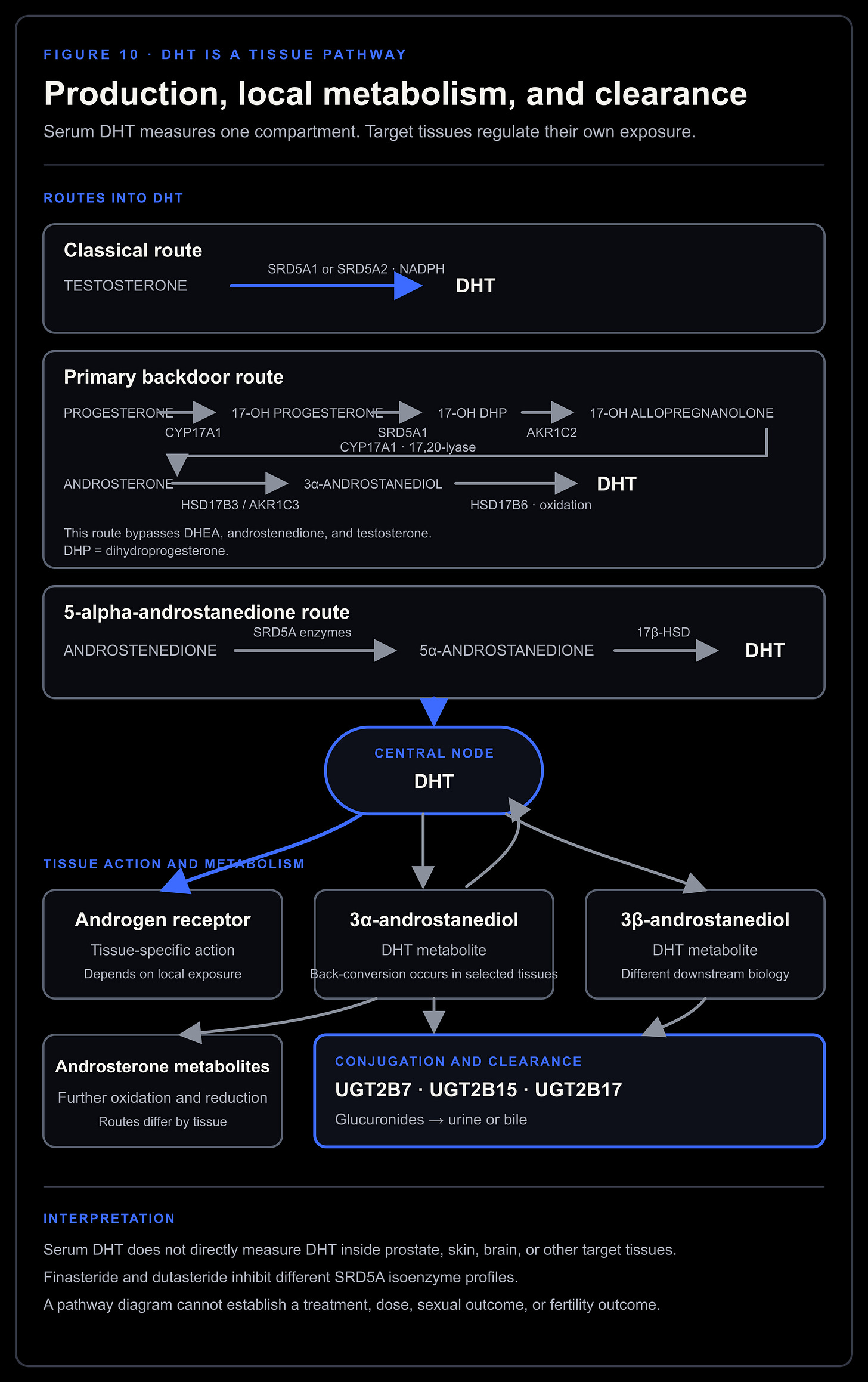 DHT production, tissue metabolism, and clearance