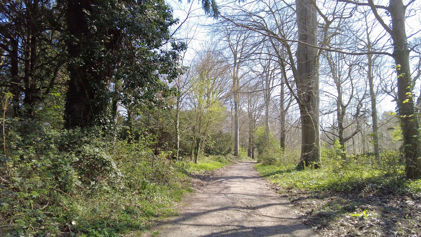 The woodland trail path at Kingston Lacy House, Dorset
