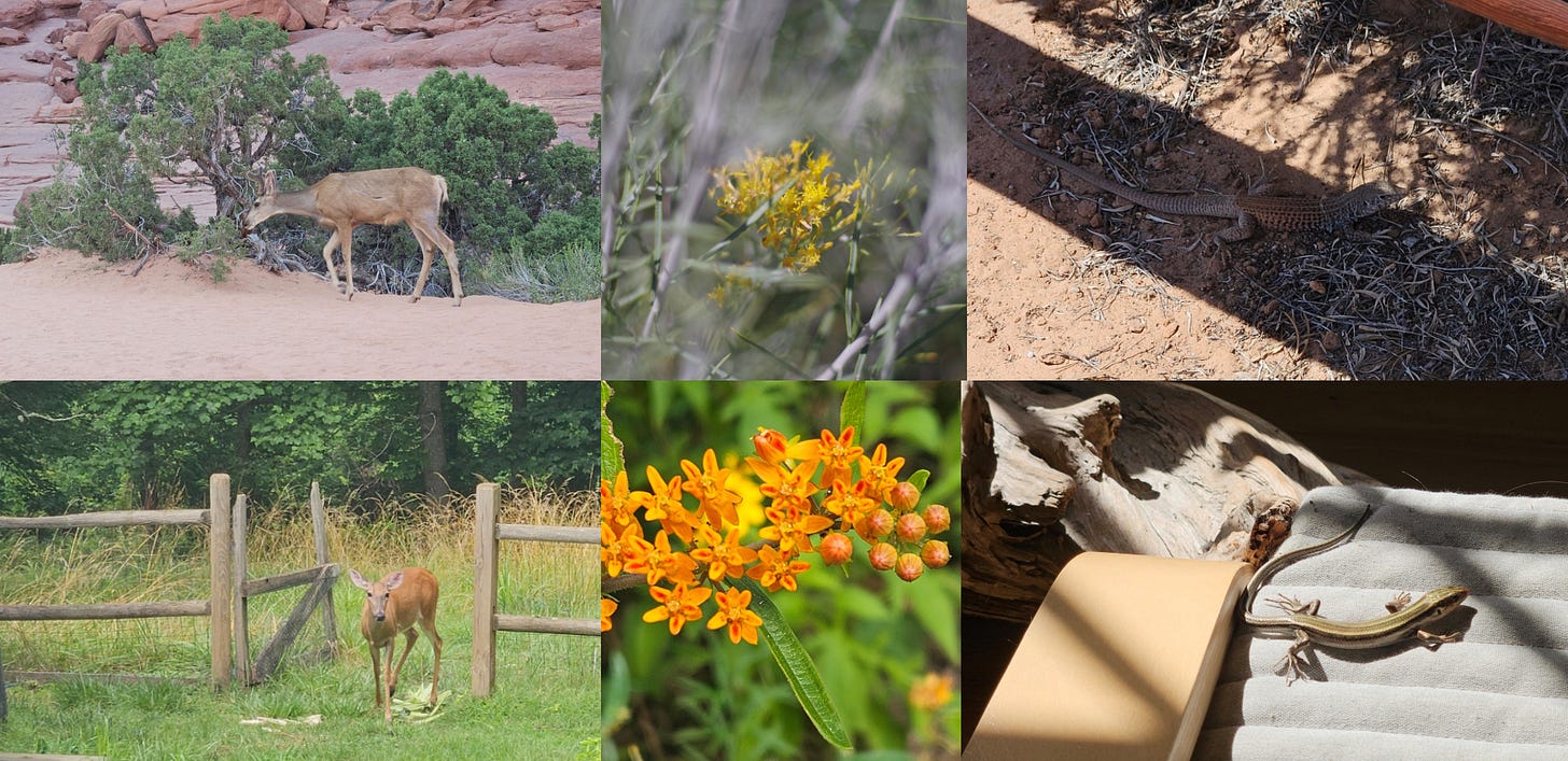 A mule deer, a yellow desert flower, and a lizard in the shade from the Utah desert are juxtaposed against a white-tailed deer, a native wildflower, and a skink from the Appalachian foothills