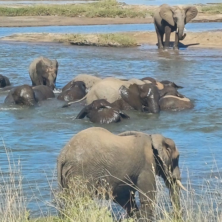 Kruger Park Elephants Kruger Park Elephants