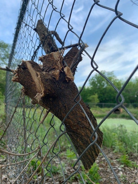 An Ode to Kansas: What obstinate trees taught me about my home An Ode to Kansas: What obstinate trees taught me about my home