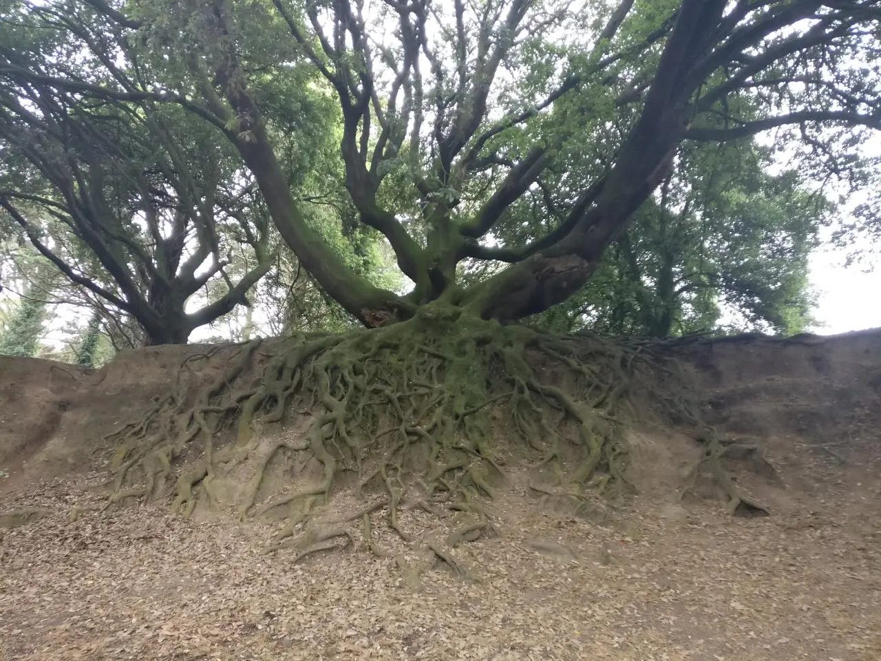 Ancient tree with massive root system fully exposed down a bank of eroded earth
