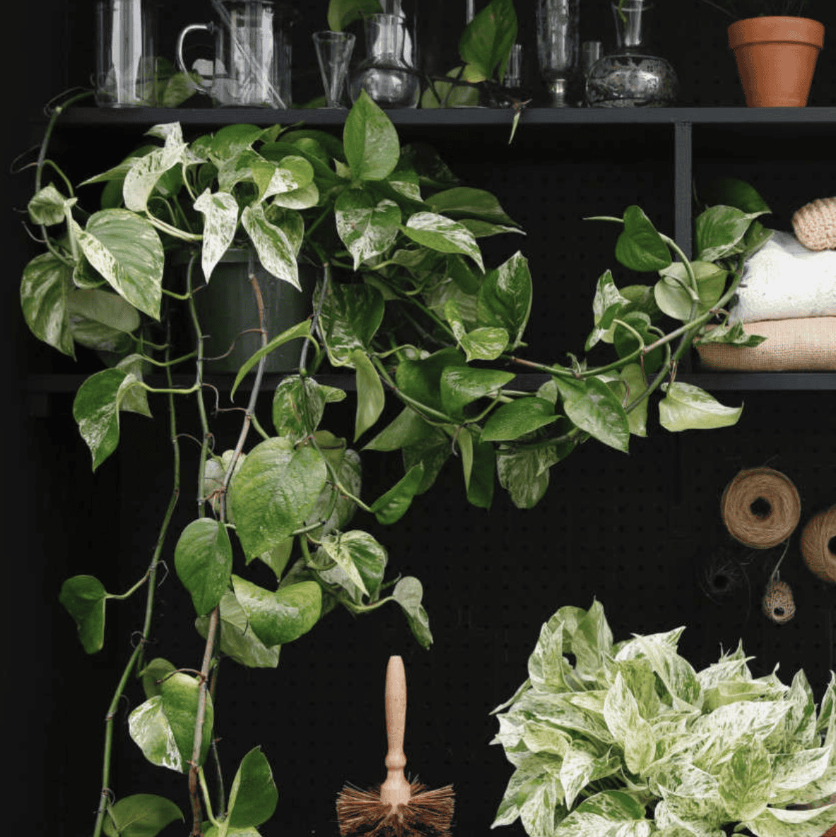 Golden pothos growing from a planter on a shelf.