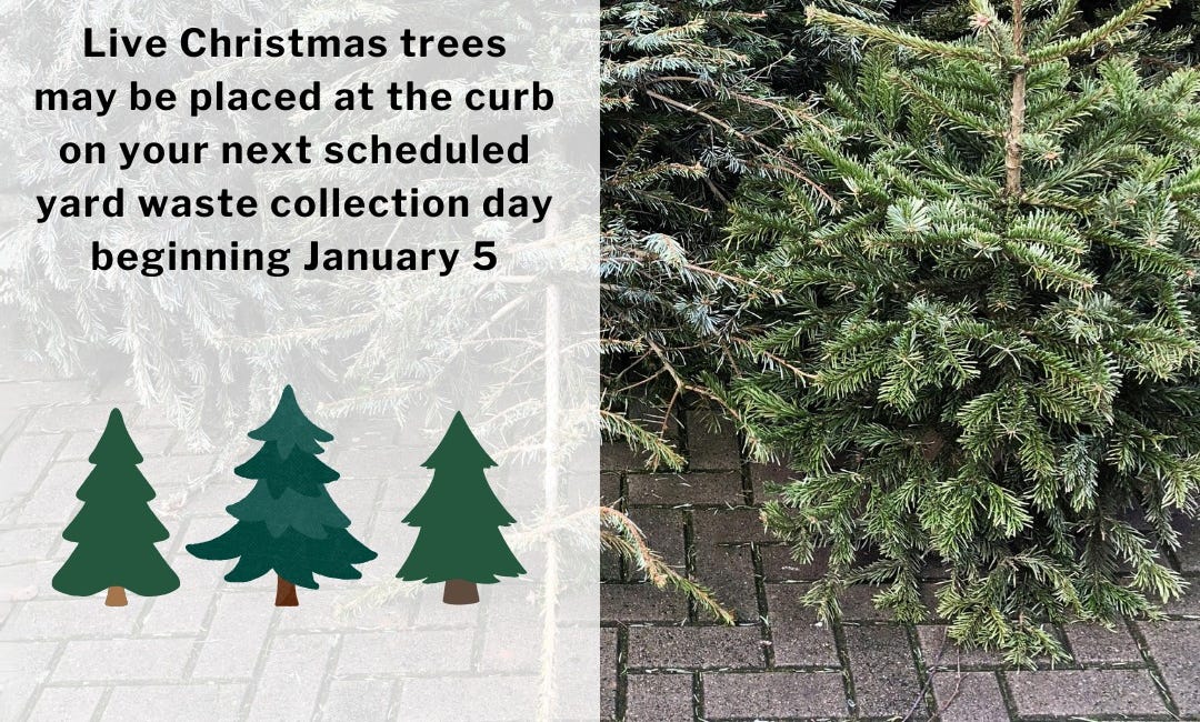 Bradenton Begins Curbside Christmas Tree Collection January 5