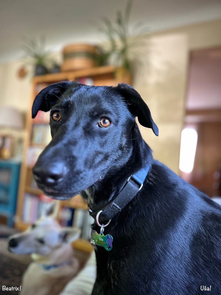 B, cream-colored and looking a bit like a Shina Ibu dog, tilts her head to the left, looking directly at the camera; Uša, a black lab-looking mutt, stares at the camera and B is in the background.