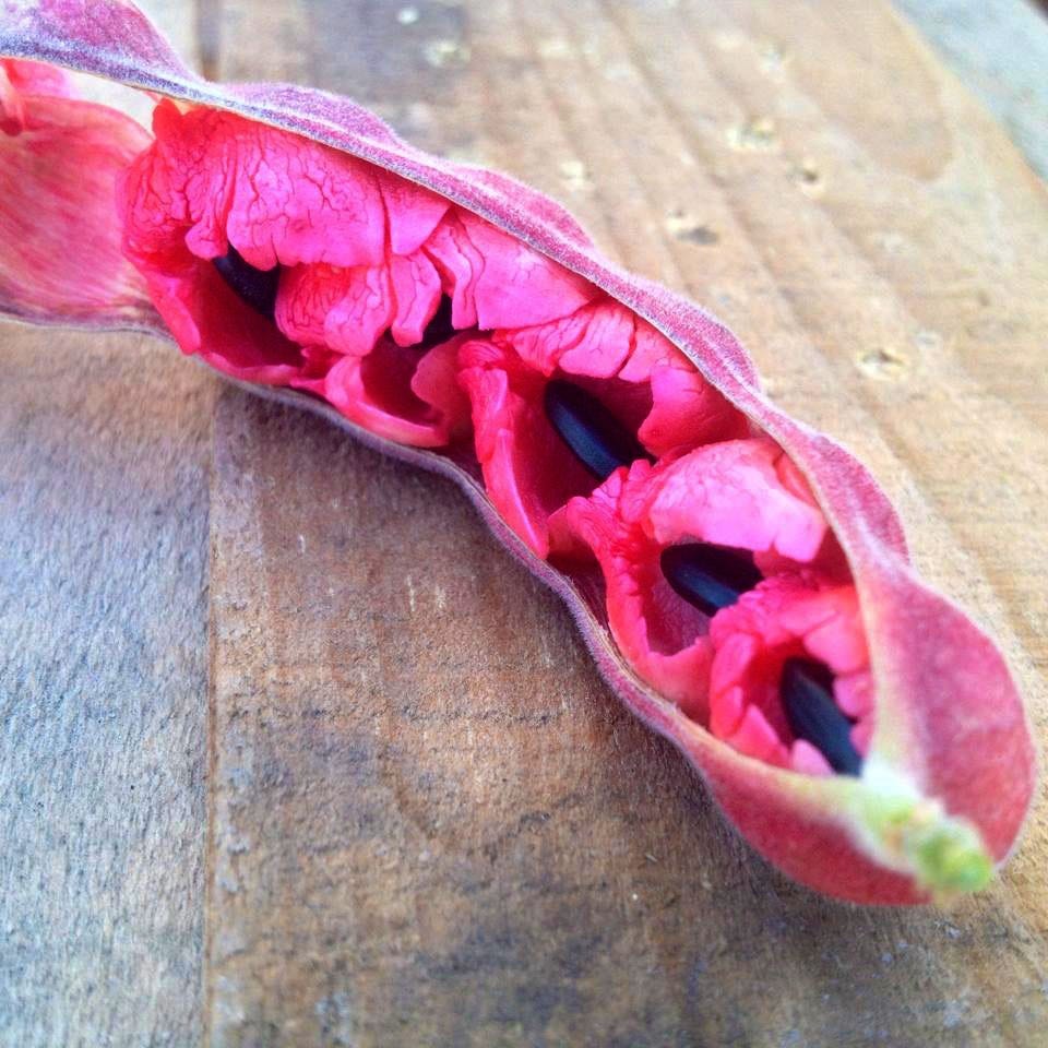 This is a Guamúchil seed pod grown on Rancho Buen Día in La Paz, Baja California (Mexico). Its tangy-tart pulp can be eaten raw or used to make a refreshing lemonade-like drink. (Photo courtesy of Rancho Buen Día) This is a Guamúchil seed pod grown on Rancho Buen Día in La Paz, Baja California (Mexico). Its tangy-tart pulp can be eaten raw or used to make a refreshing lemonade-like drink. (Photo courtesy of Rancho Buen Día)