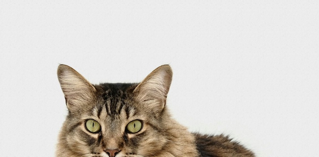 brown and white tabby cat brown and white tabby cat