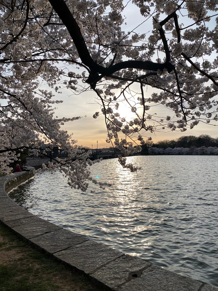 Addy and I at the Tidal Basin for cherry blossoms
