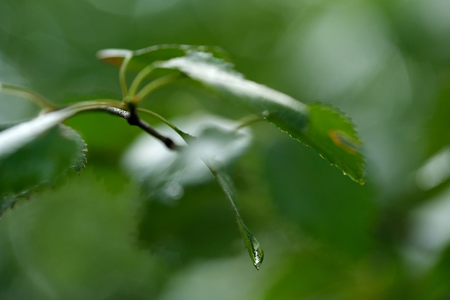 A single drop of rain rests at the tip of a deep green birch leaf