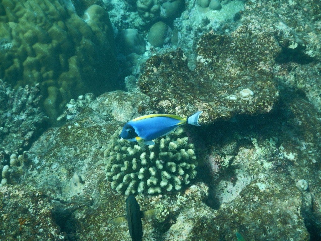 We found Nemo ;)