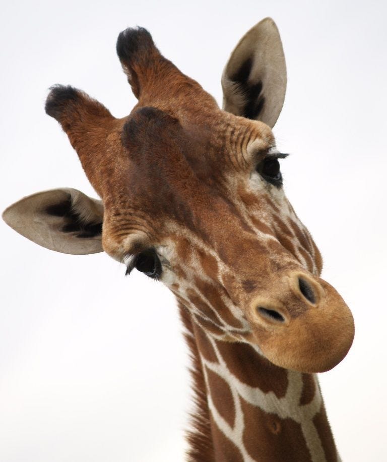 Substack profile picture for @giraffe