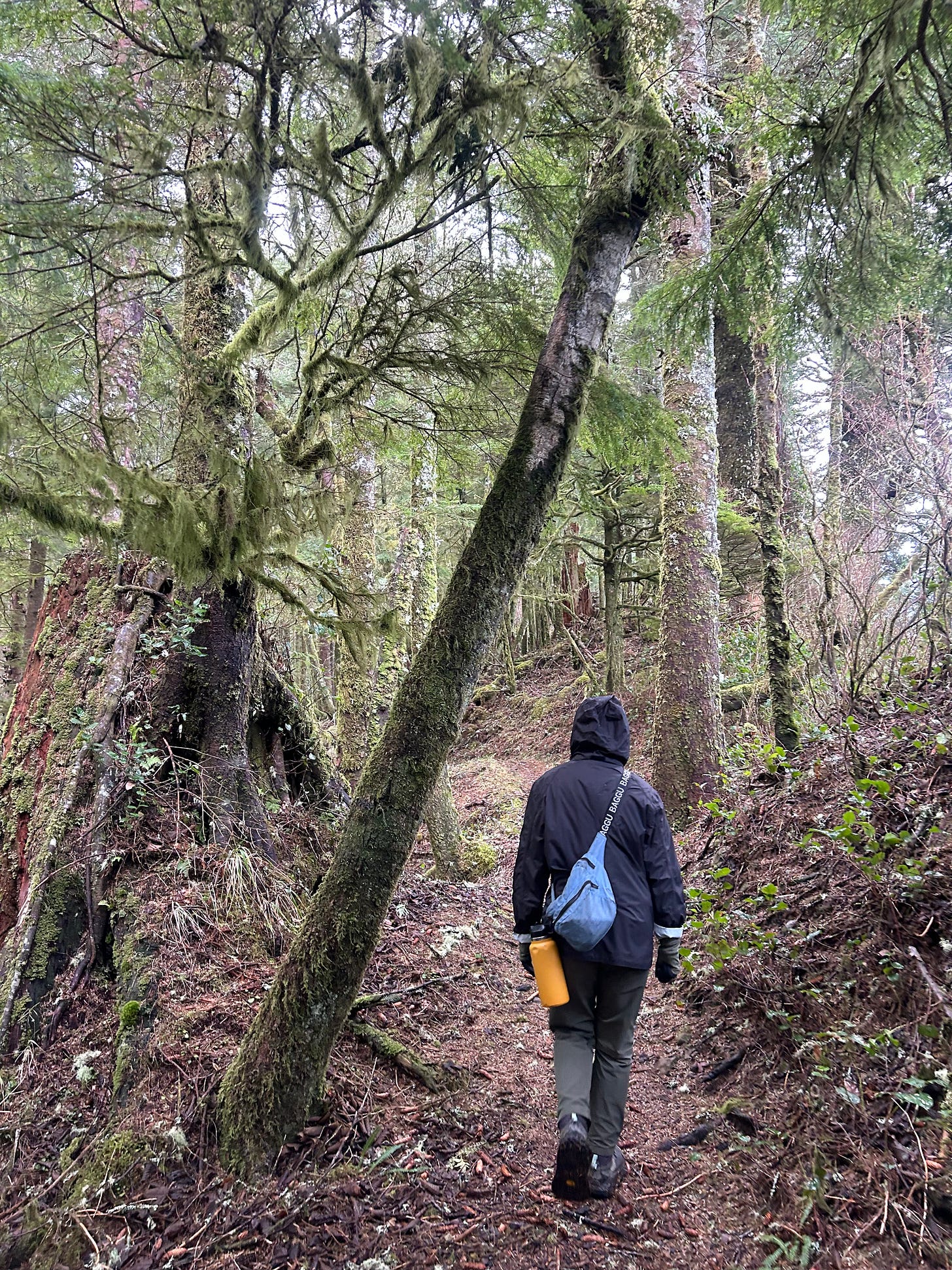 Fi walking from behind amidst a lush pacific northwestern forest of trees