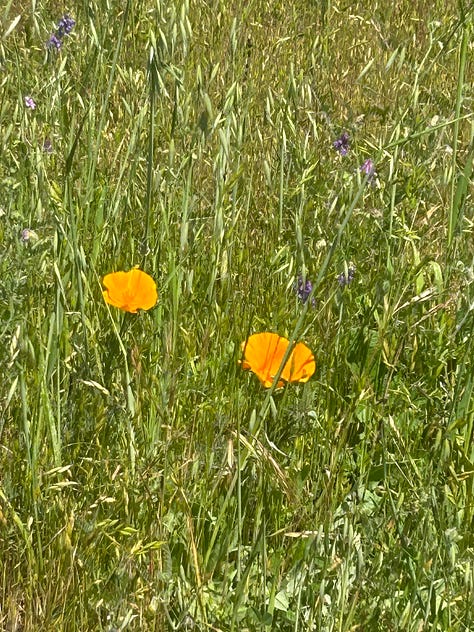 Six flowers, three orange, two purple and one red and yellow