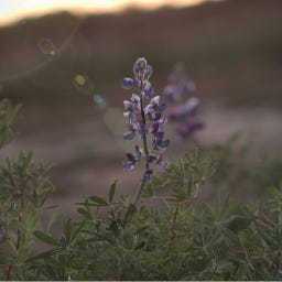 The Alchemist’s Table