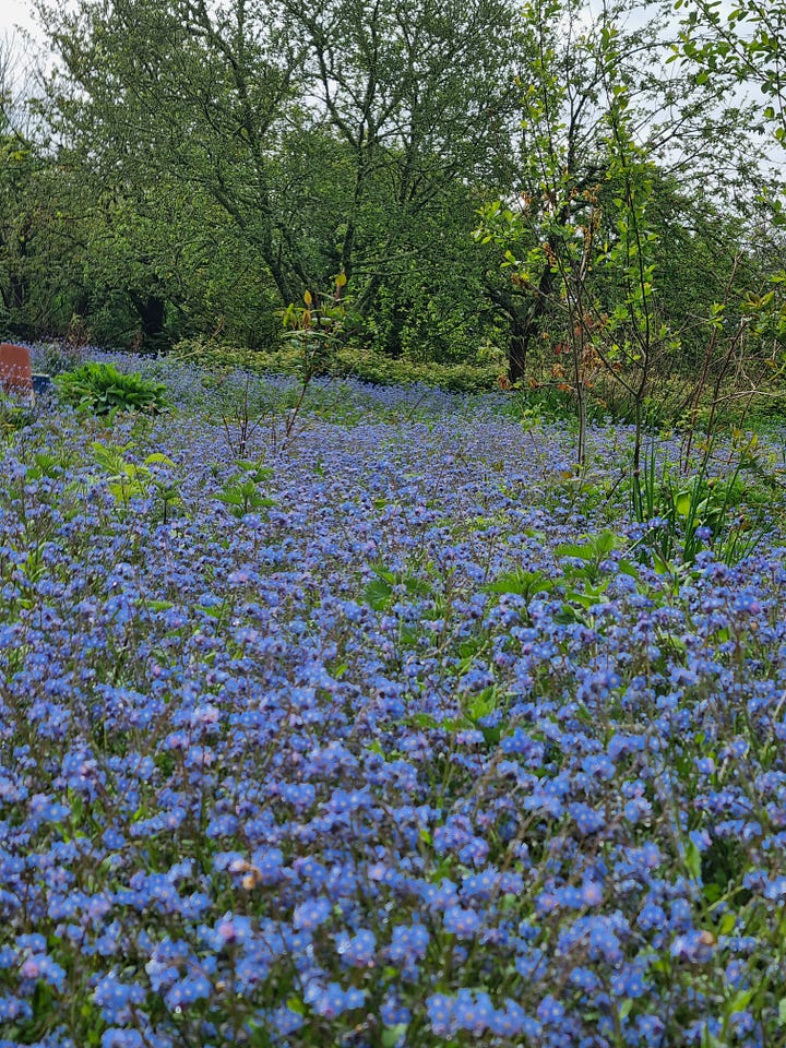 Cornish daffodils and forget-me-nots