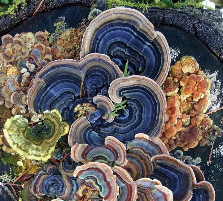 Forging Alliances With The Fungal Queendom