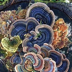 Forging Alliances With The Fungal Queendom