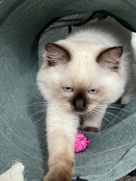 A gallery of rag doll kittens and cats looking around and being cute