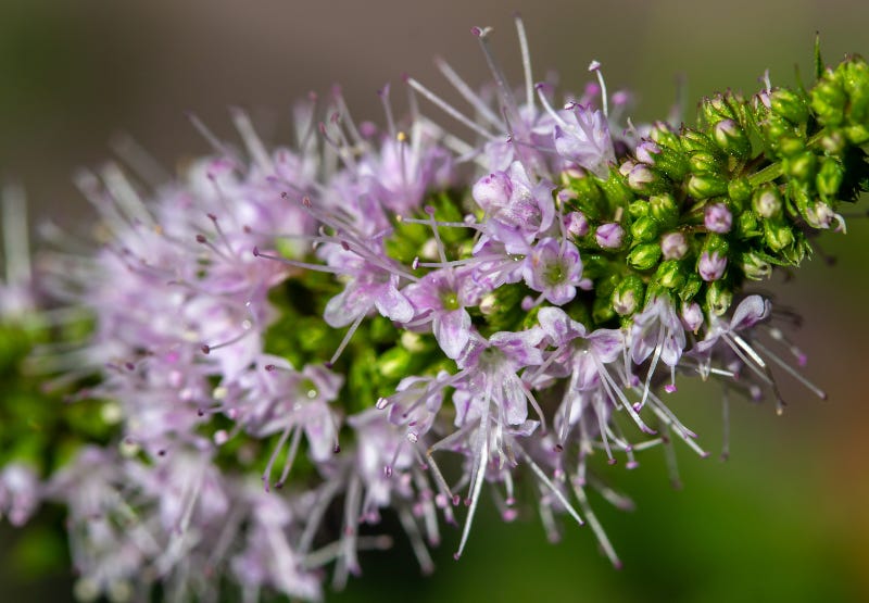 Peppermint Appearance & Growth Peppermint Appearance & Growth