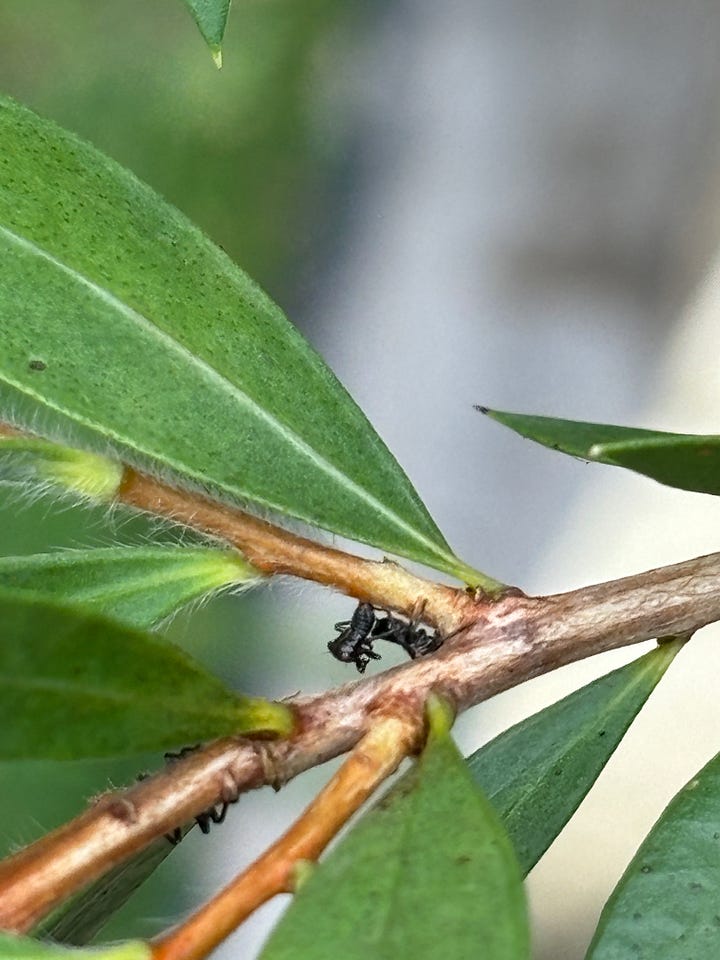 Australian garden pests