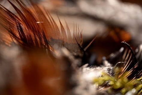 Softly delicate and distinctively patterned feathers of pheasant