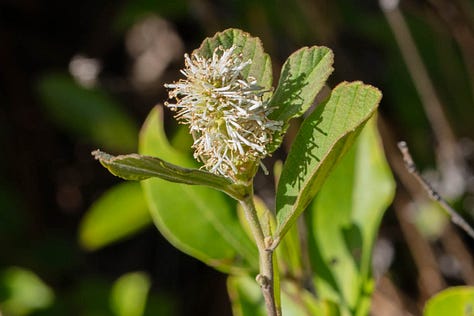 Three photos of a plant with short, bottlebrush-shaped white inflorescences, held by wide, wavy edged leaves