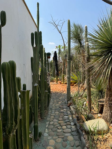 Nine photos displaying an array of cacti.