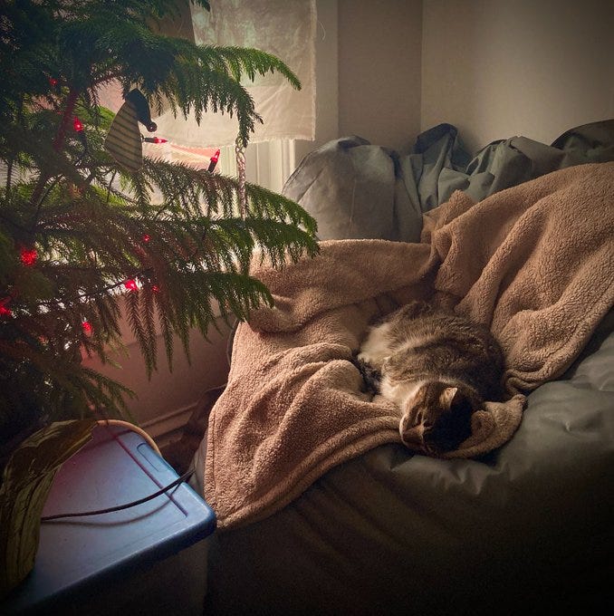 a very old cat enjoying Christmas decorations on a living indoor pine tree a very old cat enjoying Christmas decorations on a living indoor pine tree