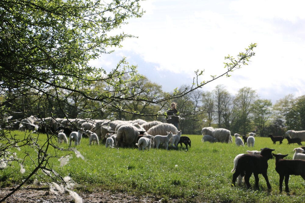 Plaw Hatch Farm employ a biodynamic agricultural approach that values sustainable husbandry of the land and responsible welfare of the animals. [Credit: Plaw Hatch Farm]