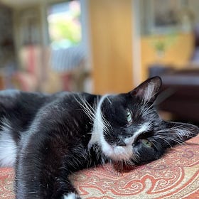 Contrarian Pet of the Week