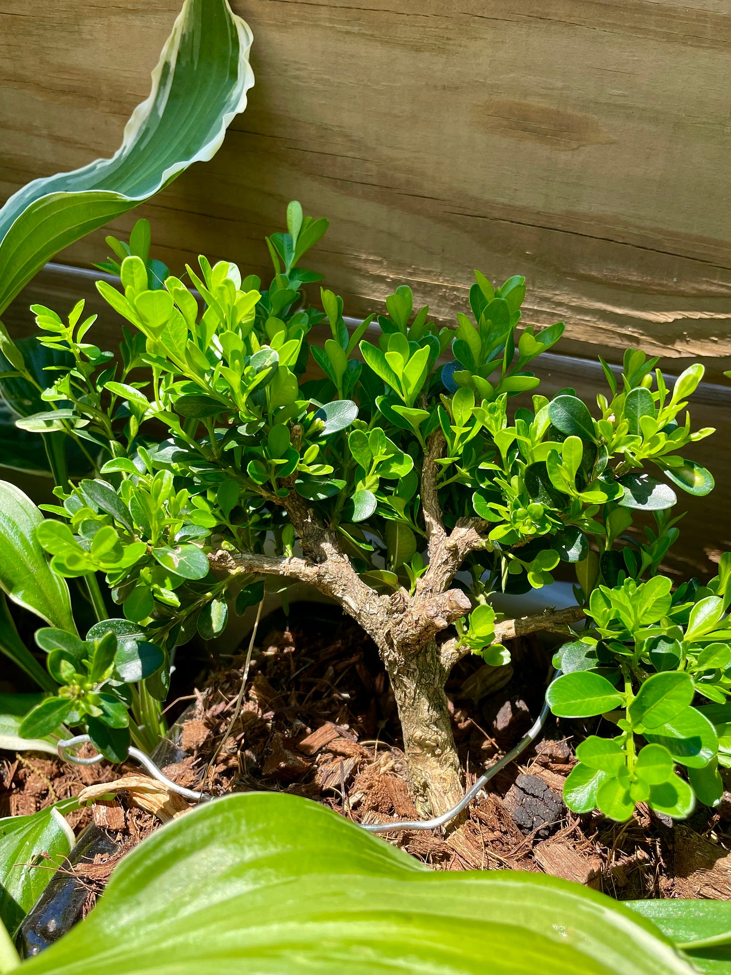 ID: Photo of boxwood bonsai in the sun in its planter, showing a dense patch of new growth.