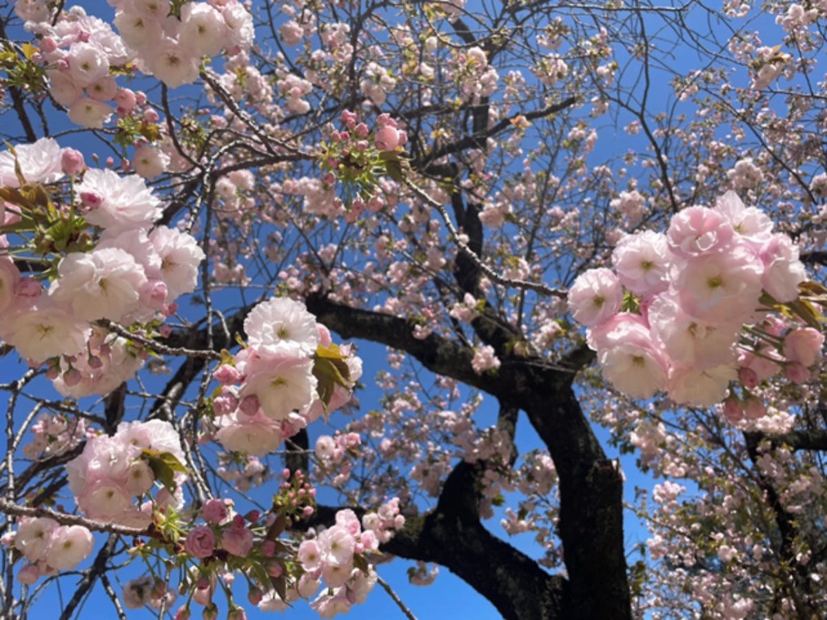 The Beauty of Blossom