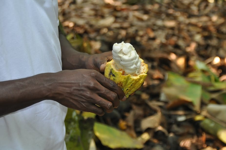 Hands holding a cocoa pod