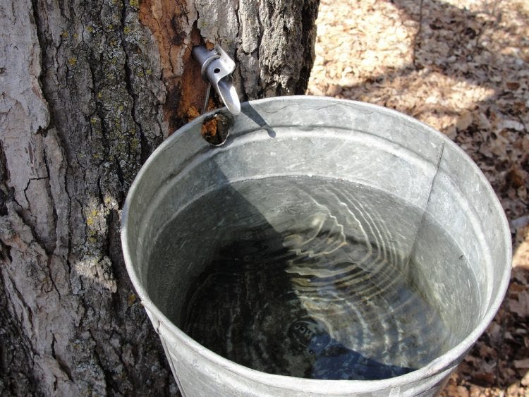 The sappy science of maple syrup – ScienceBorealis.ca Blog