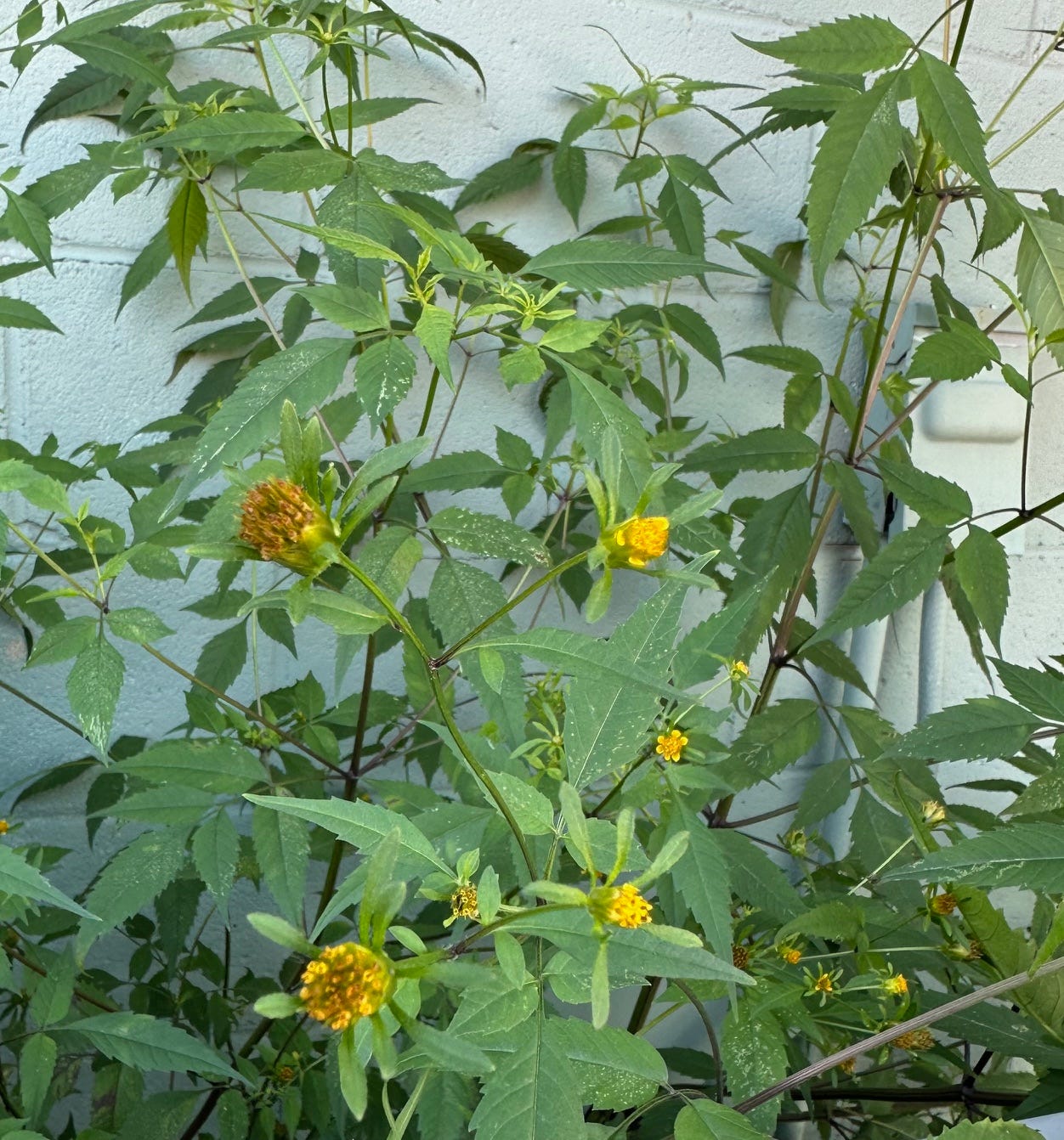 Spanish needles at the farmer's market, under the stairs, next to the air conditioner units.  B. frondosa. 