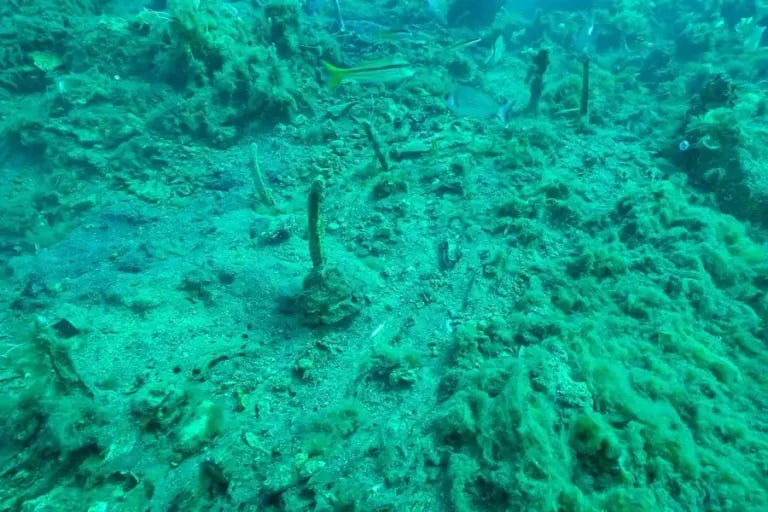 **Remains of the possible shipwreck.** Credit: Soprintendenza Archeologia, Belle Arti e Paesaggio per le province di Pisa e Livorno **Remains of the possible shipwreck.** Credit: Soprintendenza Archeologia, Belle Arti e Paesaggio per le province di Pisa e Livorno
