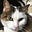 Cat Burglar's avatar