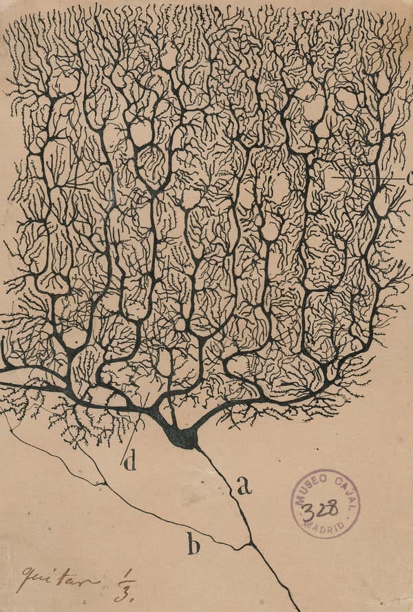 “Purkinje neurons from the human cerebellum,” an 1899 drawing. “Purkinje neurons from the human cerebellum,” an 1899 drawing.