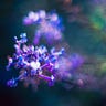Do Flowers Dream in Colour?