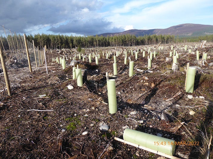 Fuck Tree Planting. It’s a Scam!