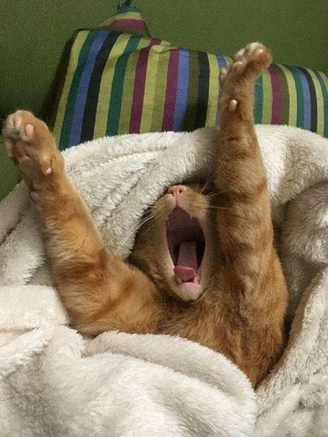 This may contain: an orange tabby cat yawns while laying on its back in a white blanket