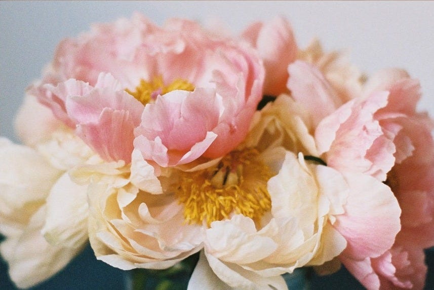 May include: Close-up of a bouquet of pink and white peonies with yellow centers. May include: Close-up of a bouquet of pink and white peonies with yellow centers.