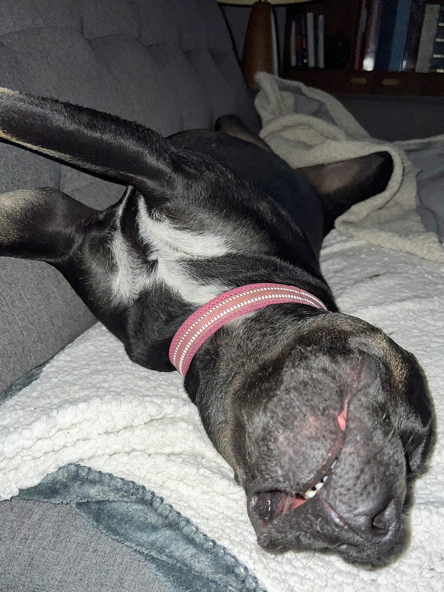 Mabel, trying to get comfortable. (Photo: Jennifer Roberts)